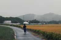 在松江天馬山下，於稻田中尋覓江南煙雨。