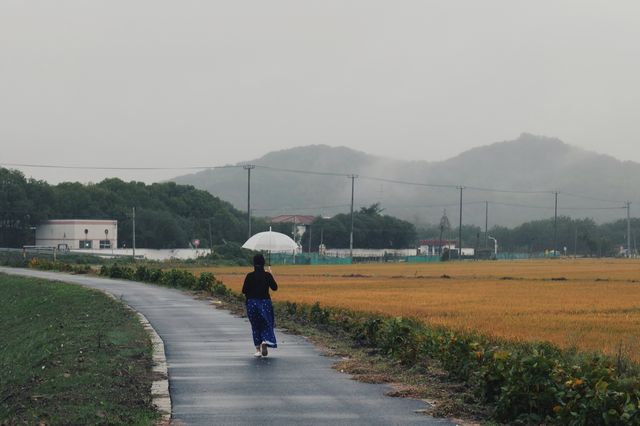 在松江天馬山下，於稻田中尋覓江南煙雨。