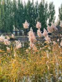 北京將府公園的秋天，就是老舍筆下的模樣。