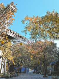 杭州周邊小眾梅花洲銀杏黃了