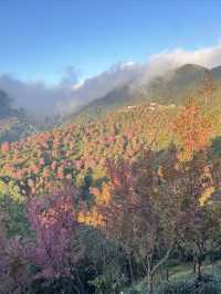 大理無量山·櫻花谷