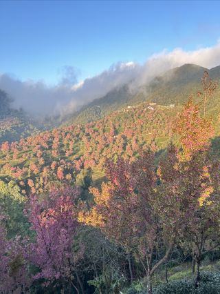 Wuliang Mountain Cherry Blossom Valley, Dali