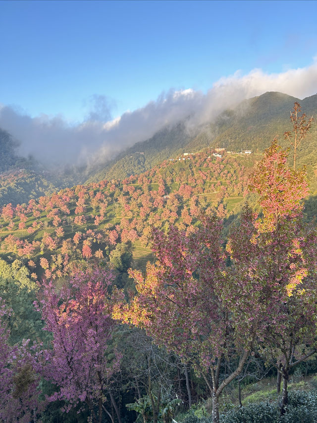 大理無量山·櫻花谷