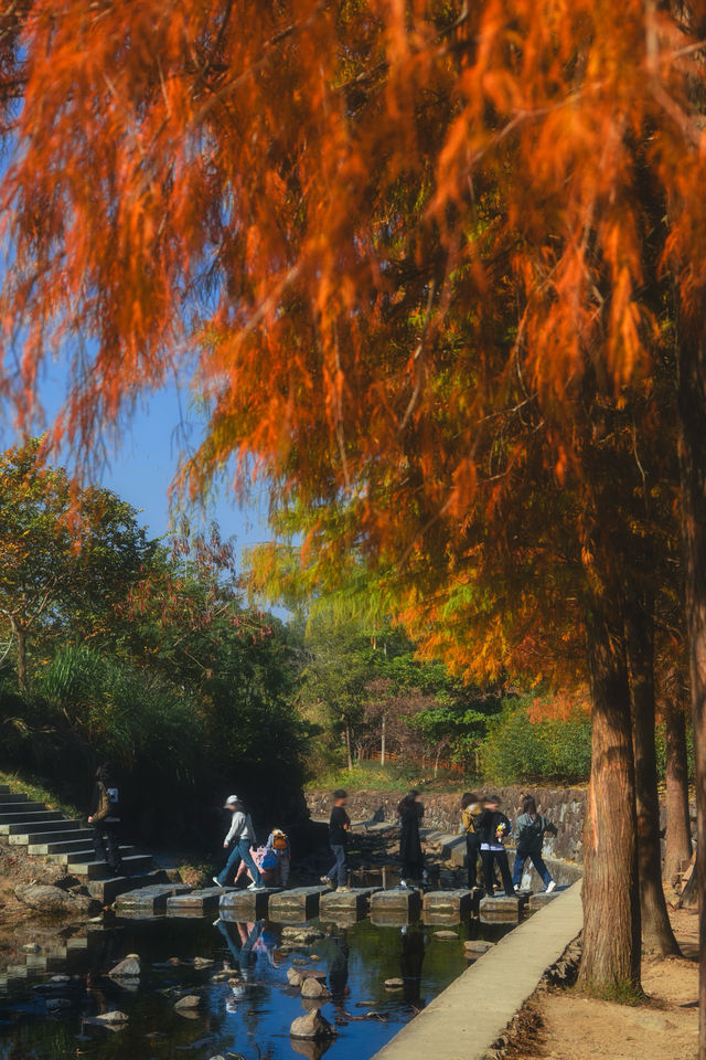 1.3拍｜深圳馬峦山公園落羽杉已到最佳觀賞期