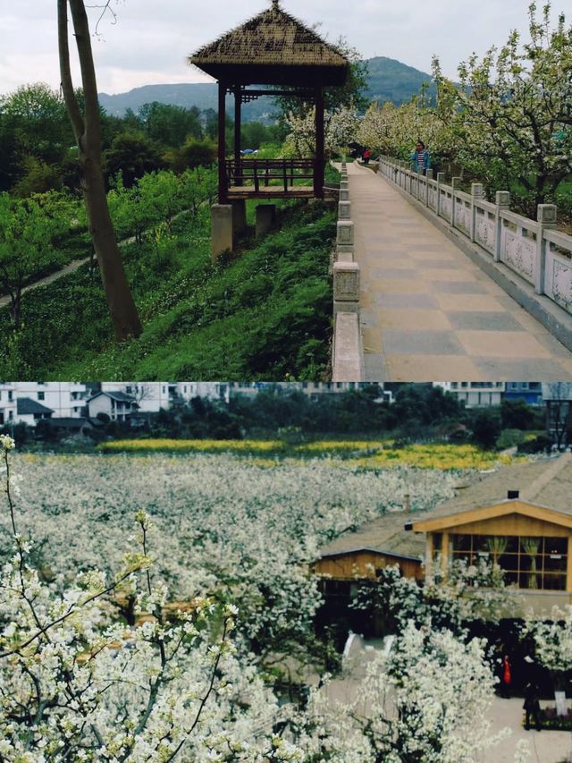 探秘蒼溪梨文化博覽園，品味千年梨韻