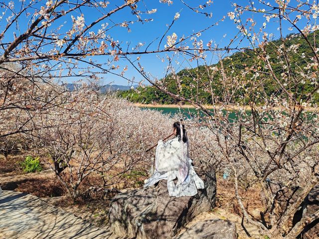 1月到從化流溪河公園看梅花