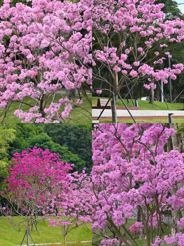 賞花季｜冬天的浪漫是紫風鈴木花海給的