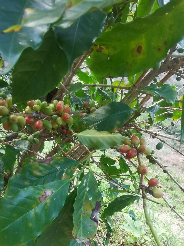 邦東——總要奔赴一場雲海吧！