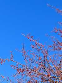 大興安嶺3日遊 探秘原始森林奇境