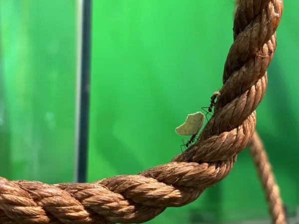 Exploring the Unique Experience at London Zoo