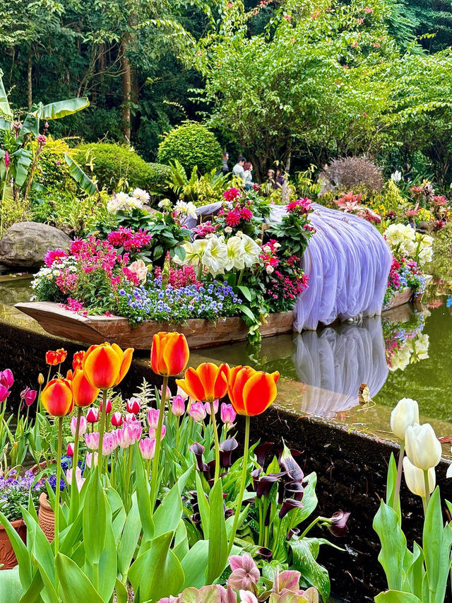 🌷 深圳的花之仙境 - 仙湖植物園的鬱金香 🌷
