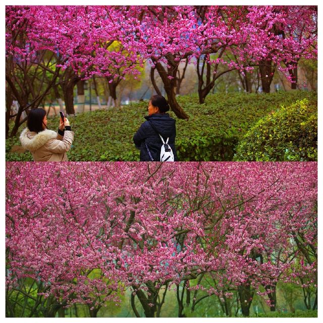 視覺與嗅覺的雙重盛宴--武漢沙湖公園梅花迎春