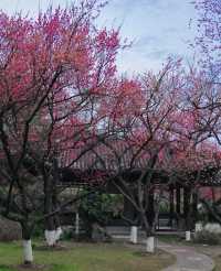 2月17日實拍南京雨花台梅崗梅花已上線今年