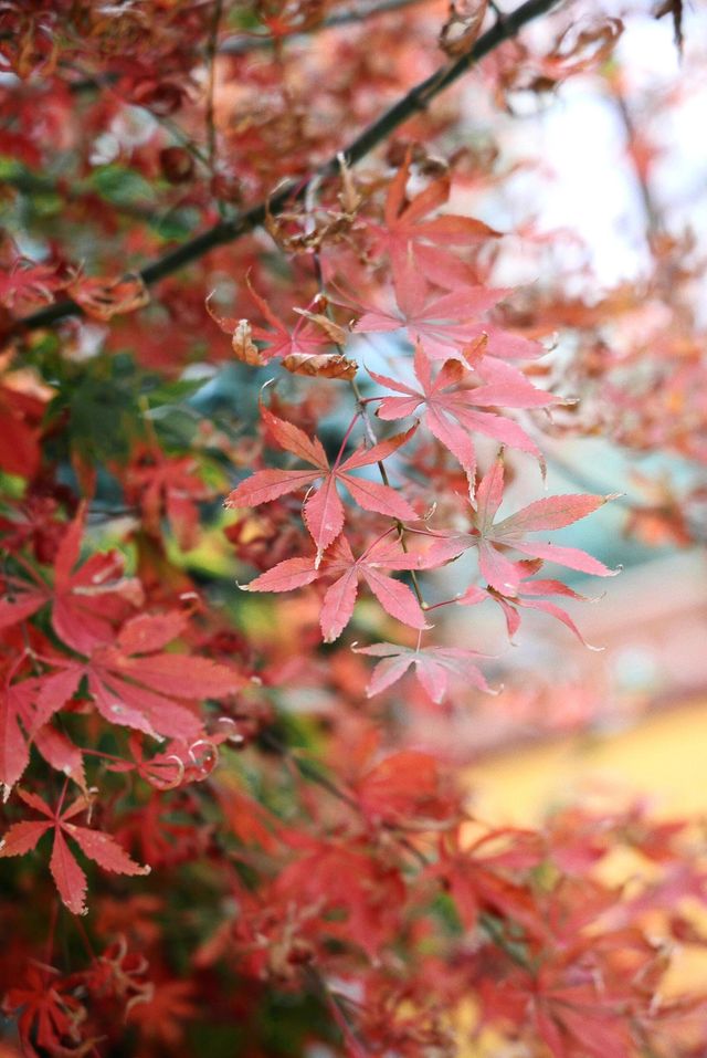 湖南岳陽聖安寺 | 願心所願，皆能如願