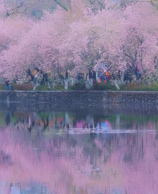 比起櫻花，南京這個免費公園才是春日天花板