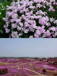 花開滿城，信陽市區賞花攻略來咯！