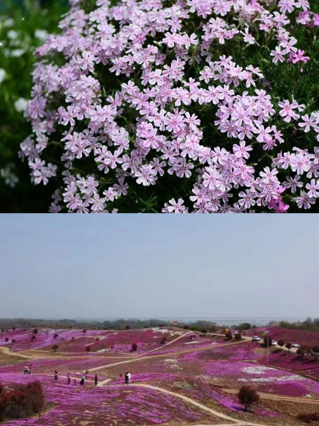 花開滿城，信陽市區賞花攻略來咯！