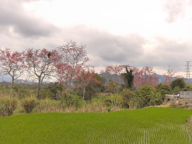 昌江木棉花，紅透半邊天，再不來就謝了！