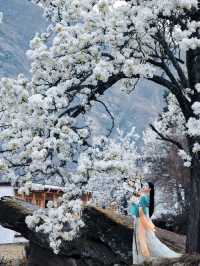 金川梨花+四姑娘山5日遊川西小環線