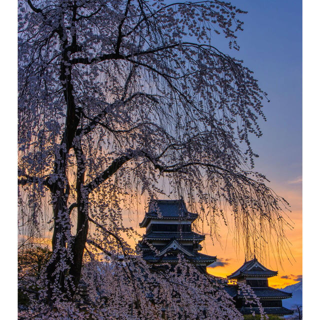 🌸櫻花季必打卡！長野松本城的夜櫻美到心尖上