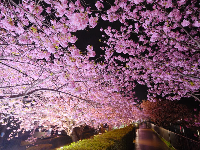 河津夜櫻の粉色暴擊！2025早春限定の發光櫻花