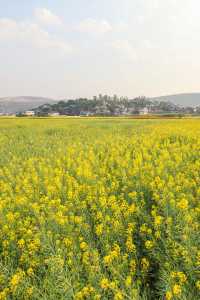 建水三月,去雙龍橋睇油菜花海