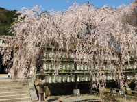 京都山科区秘境！燈籠遇上櫻花的極致浪漫