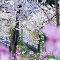 晨櫻漫舞 | 世紀公園的春日秘語🌸