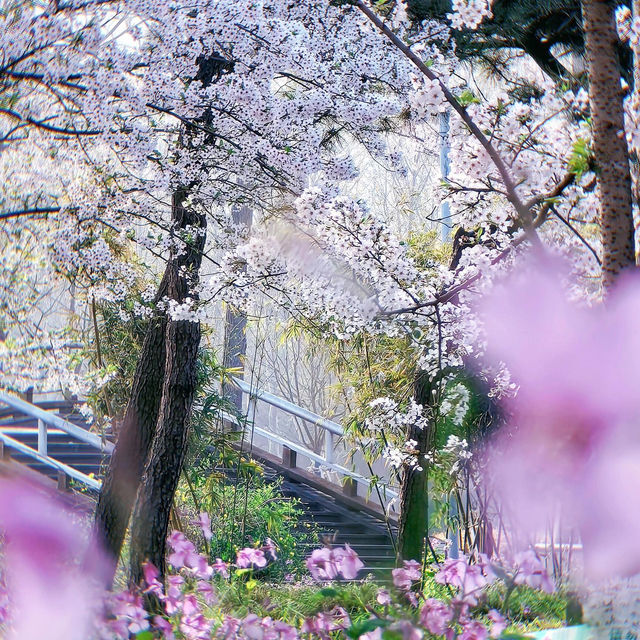 晨櫻漫舞 | 世紀公園的春日秘語🌸