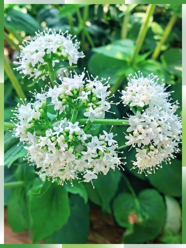 春天去兩大植物園逛逛