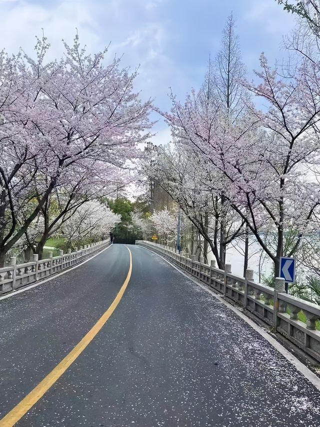 武漢櫻花實況 武漢櫻花實況