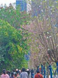幫大家逛了深圳爆紅的公園，說點真心話