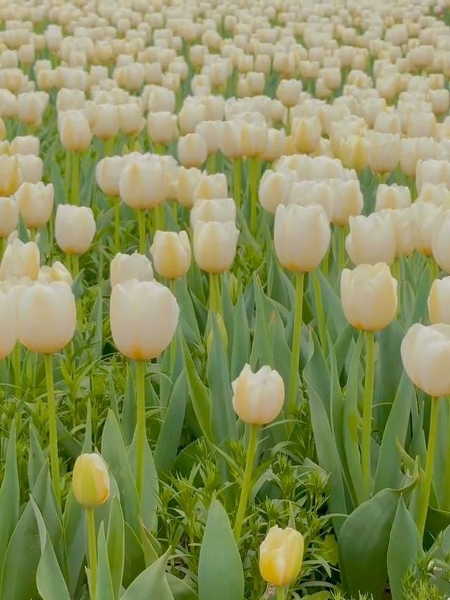 春天的鹽城！現實版莫奈花園賞花攻略