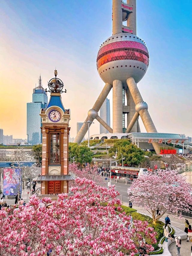 Shanghai Citywalk🌷Spring Flower Viewing