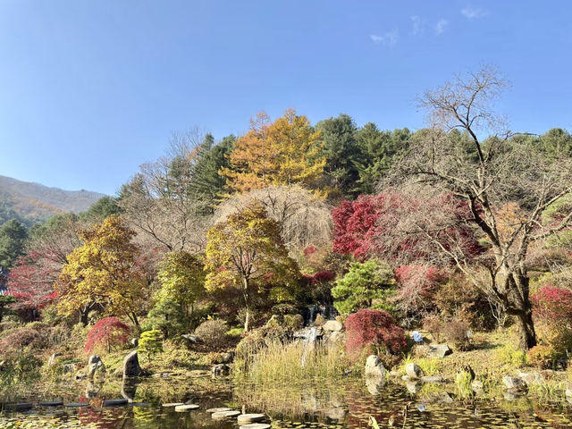 詩意流轉：南怡島的季節樂章