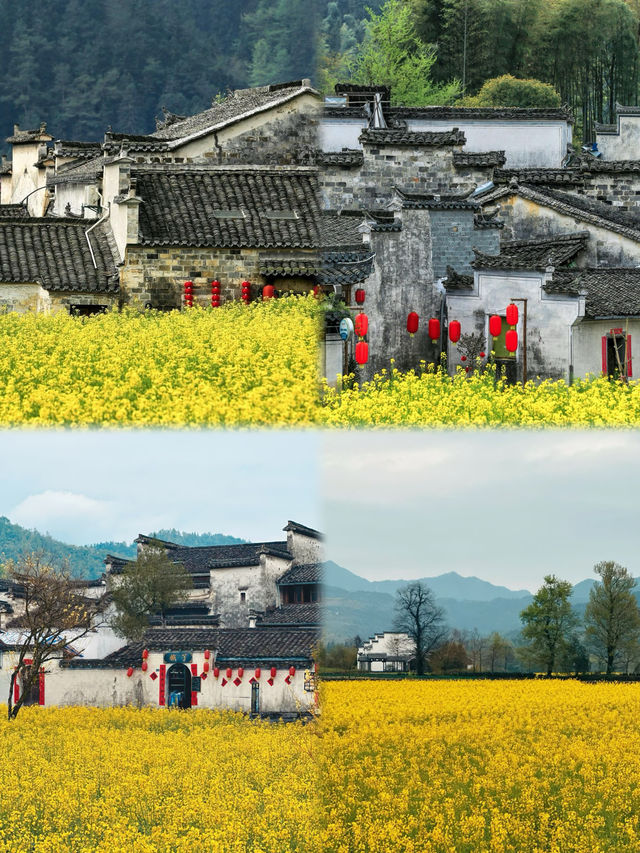 3-4 月份賞花首選：宏村油菜花盛放