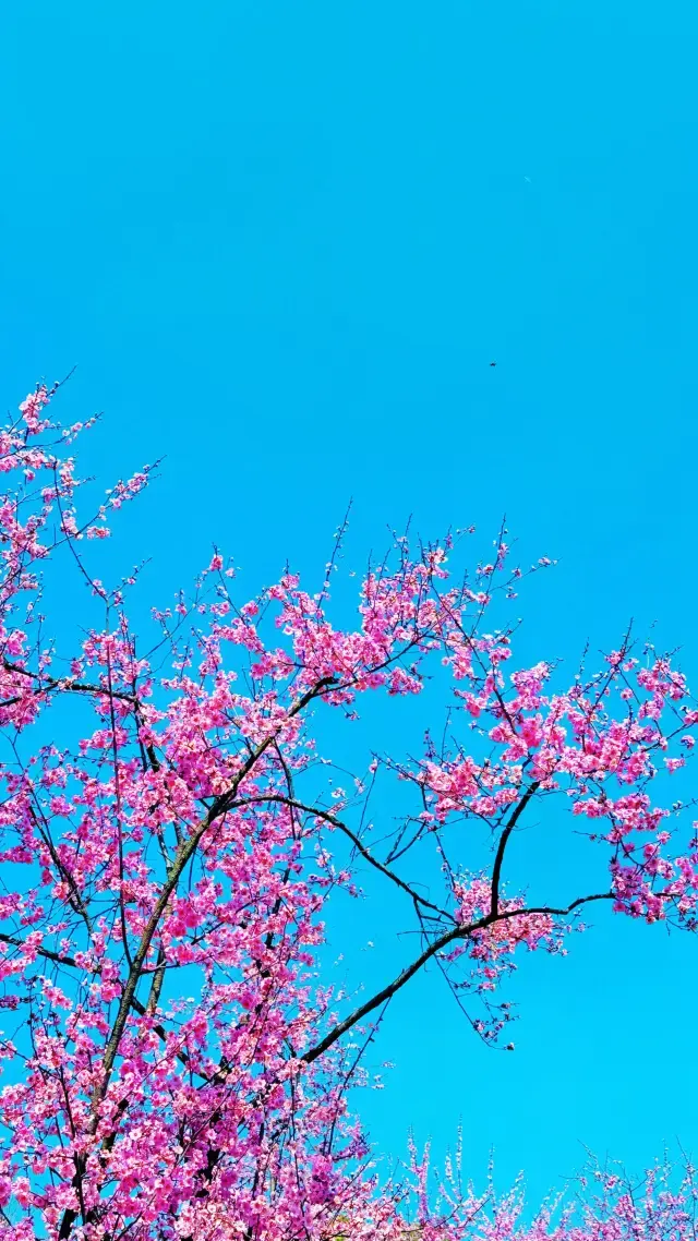 無錫的梅花如此動人，你還在等什麼？