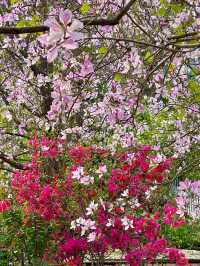 🌸香港春日限定 | 港版河津櫻驚豔綻放🌸