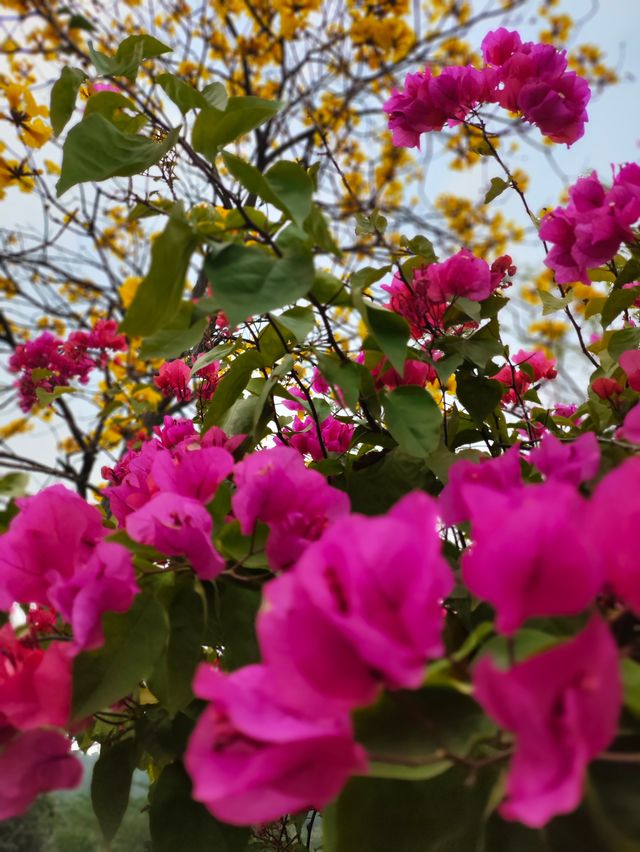 大雁山鮮花盛開，免費欣賞禾雀花