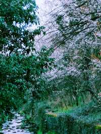 闖入現實版莫奈花園！龍塢茶鎮春日封神