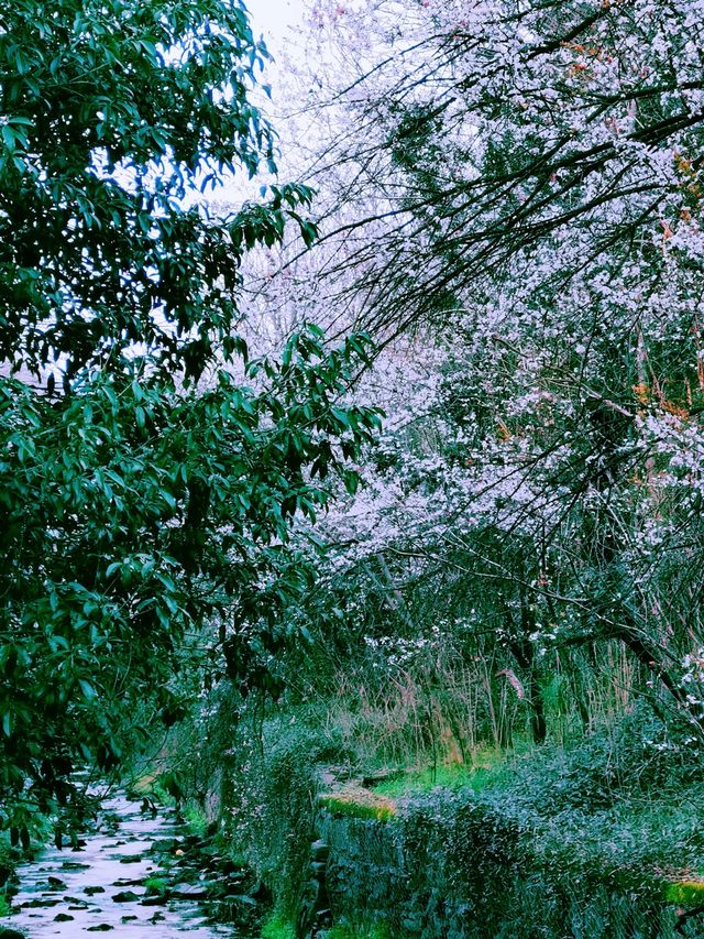闖入現實版莫奈花園！龍塢茶鎮春日封神