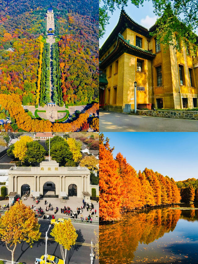 鐘山風景獨好，一覽眾山美景如畫。