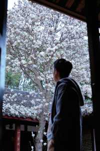 成都地鐵直達的小眾古寺，玉蘭花已經開爆了