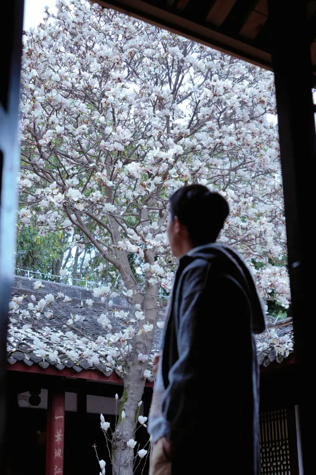 A Hidden Gem of an Ancient Temple Accessible by Chengdu Subway: Magnolias in Full Bloom