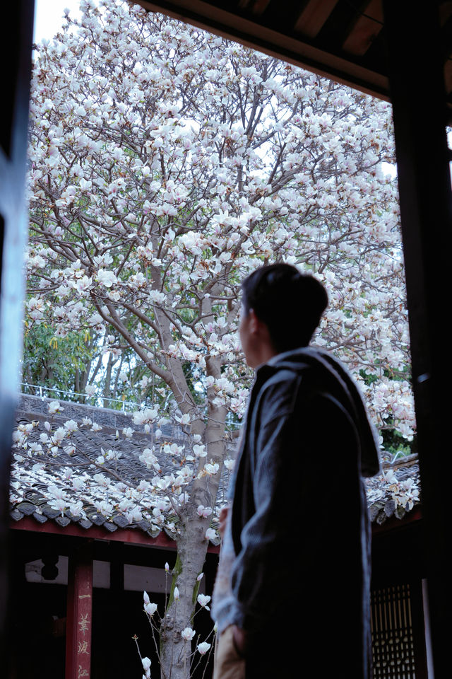 成都地鐵直達的小眾古寺，玉蘭花已經開爆了