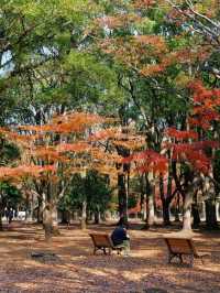 代々木公園での秋の完璧な日々を楽しむ