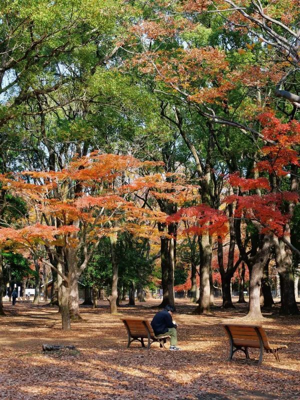 代々木公園での秋の完璧な日々を楽しむ
