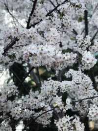 風起櫻吹雪,長沙望月公園櫻花季全攻略