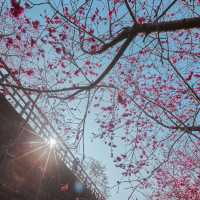 🌸嘉義半天岩 | 遇見櫻花樹下的春日小確幸