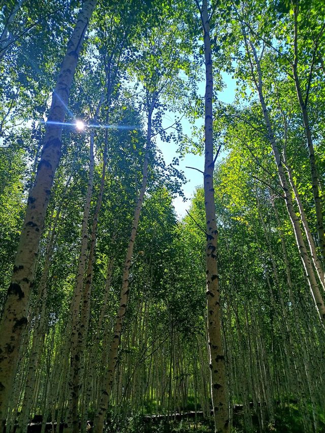 大興安嶺-黑河5日遊｜看這篇就夠 別踩坑